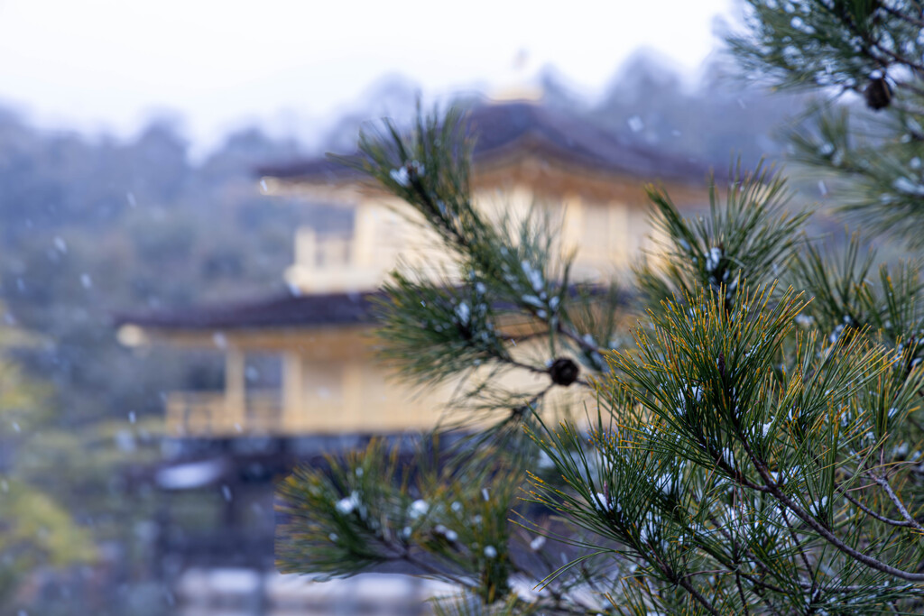 雪の日。金閣の前で。