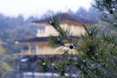 雪の日。金閣の前で。