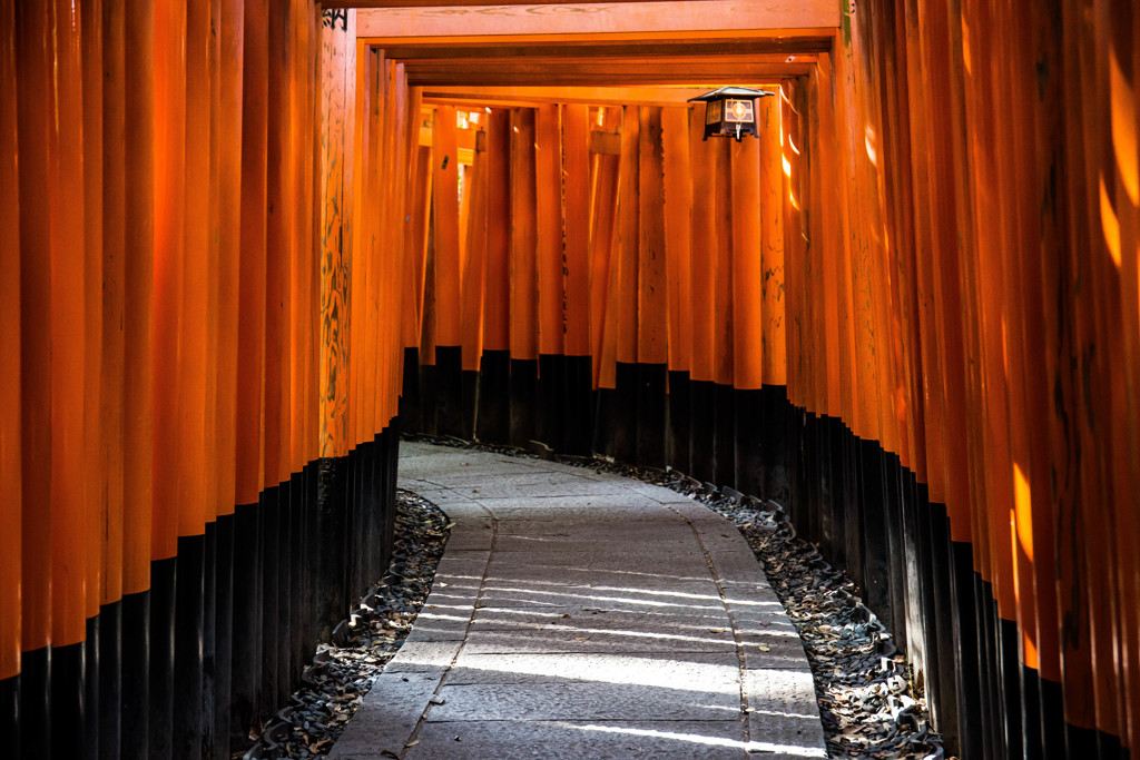 朝の千本鳥居　Ⅱ
