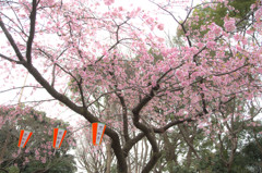 上野公園で。　Ⅱ