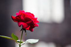 赤い薔薇は・・・