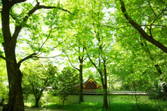 森の中の神社