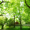 森の中の神社