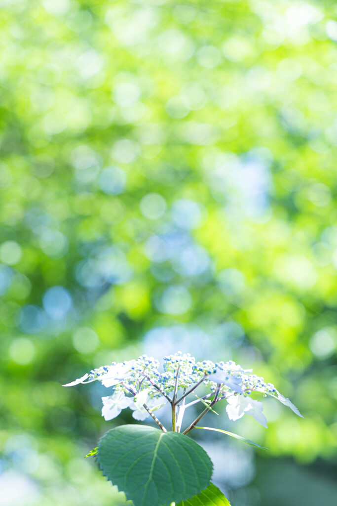 紫陽花のキラメキ