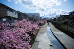 桜の水路で。Ⅱ