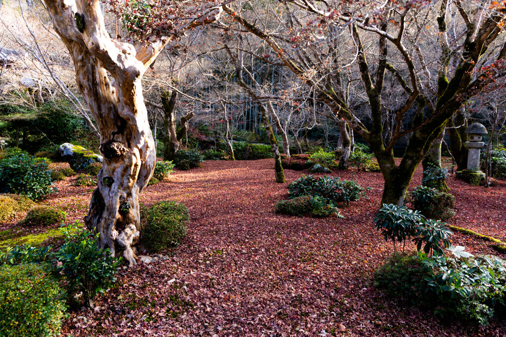 圓光寺、紅葉散る頃　Ⅲ