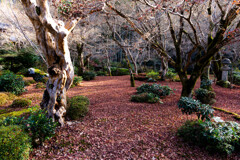 圓光寺、紅葉散る頃　Ⅲ