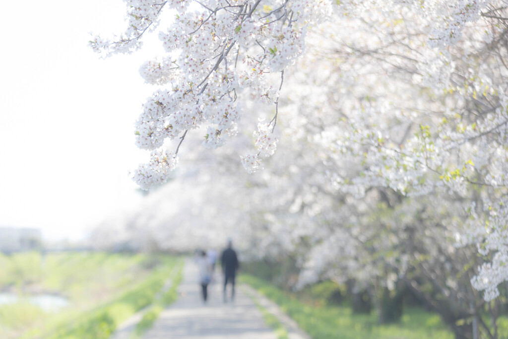 堤防の桜並木