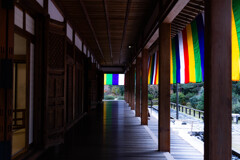 智積院廊下を彩る。
