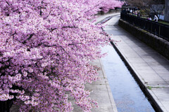 淀水路の春　Ⅲ