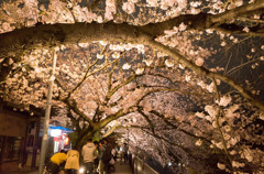 近所の桜　Ⅱ