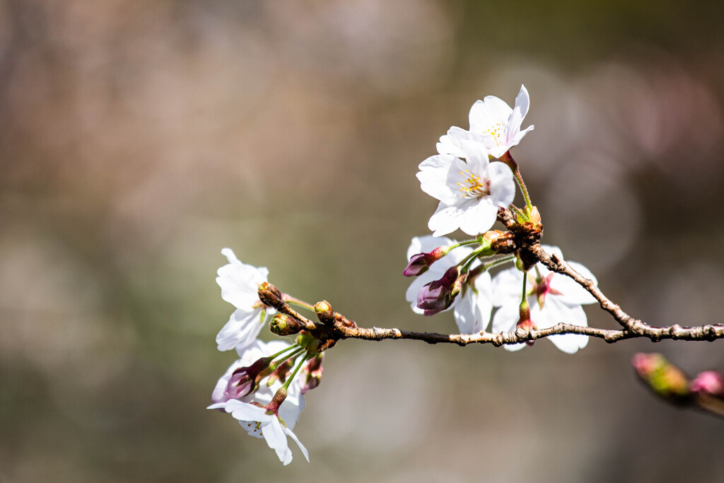 桜