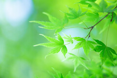 First of May