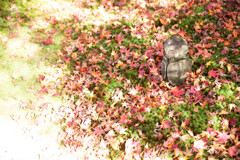晩秋の圓光寺で　Ⅱ