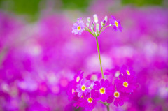 春の花　－サクラソウ