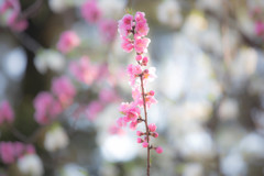 『団子より花』