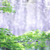 『藤の滝』