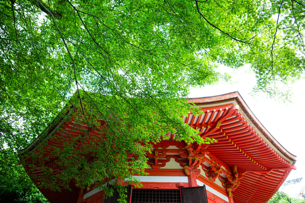 東福寺愛染堂の緑