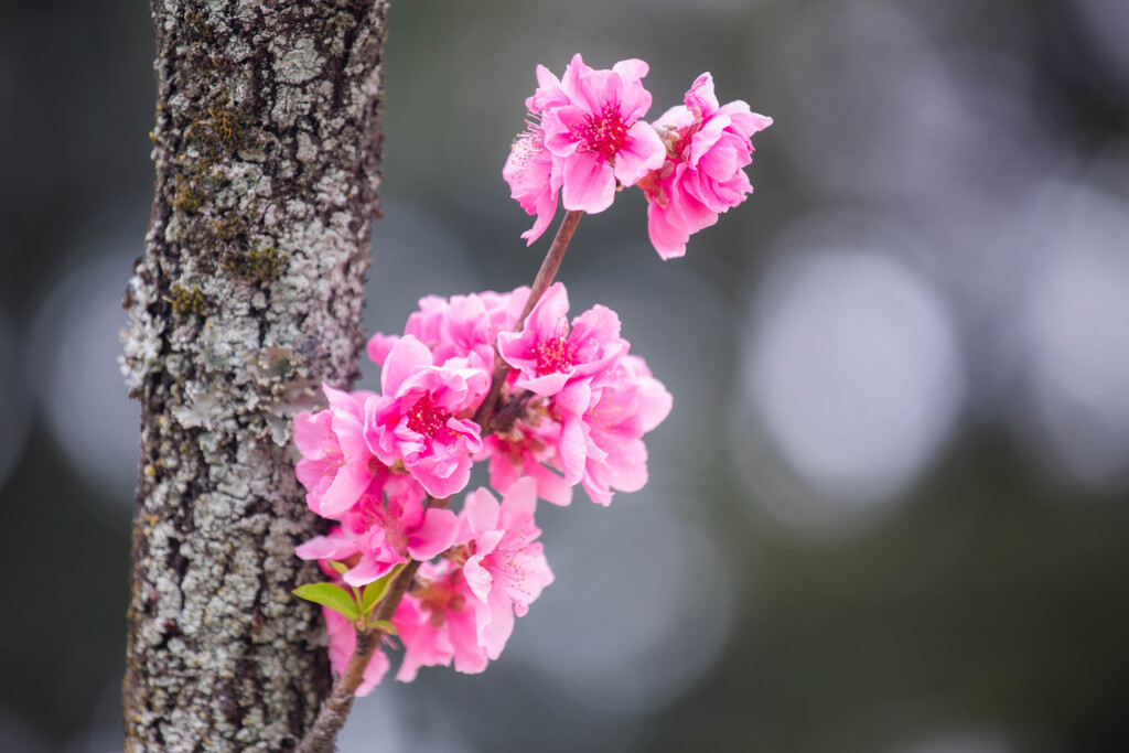 桃の花　Ⅰ