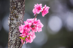 桃の花　Ⅰ