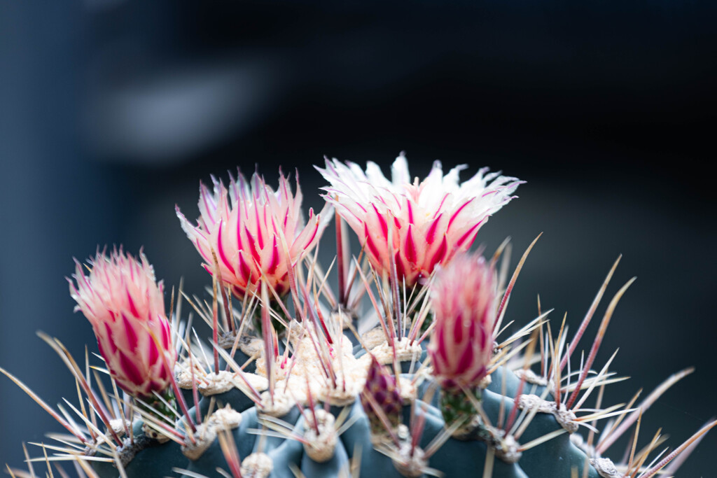 サボテンの花 by izzuo119 （ID：13578700） - 写真共有サイト:PHOTOHITO