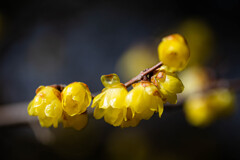 蝋のごとき花　Ⅰ