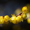 蝋のごとき花　Ⅰ