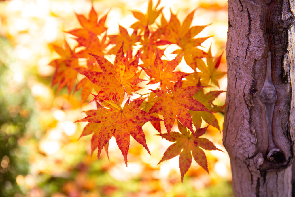 永観堂の紅葉　Ⅳ