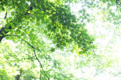 夏のGreen　Ⅱ