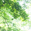 夏のGreen　Ⅱ