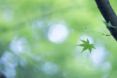 わかばのことだま
