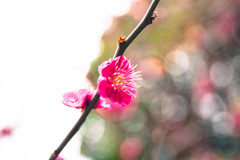 紅梅　Ⅲ