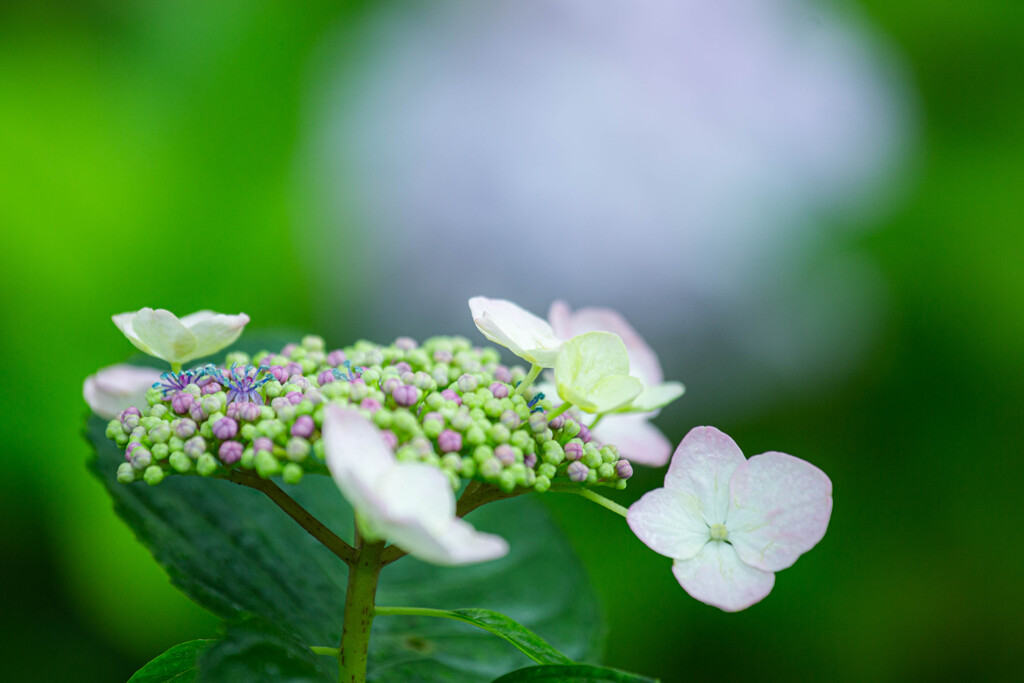 紫陽花苑で　Ⅳ