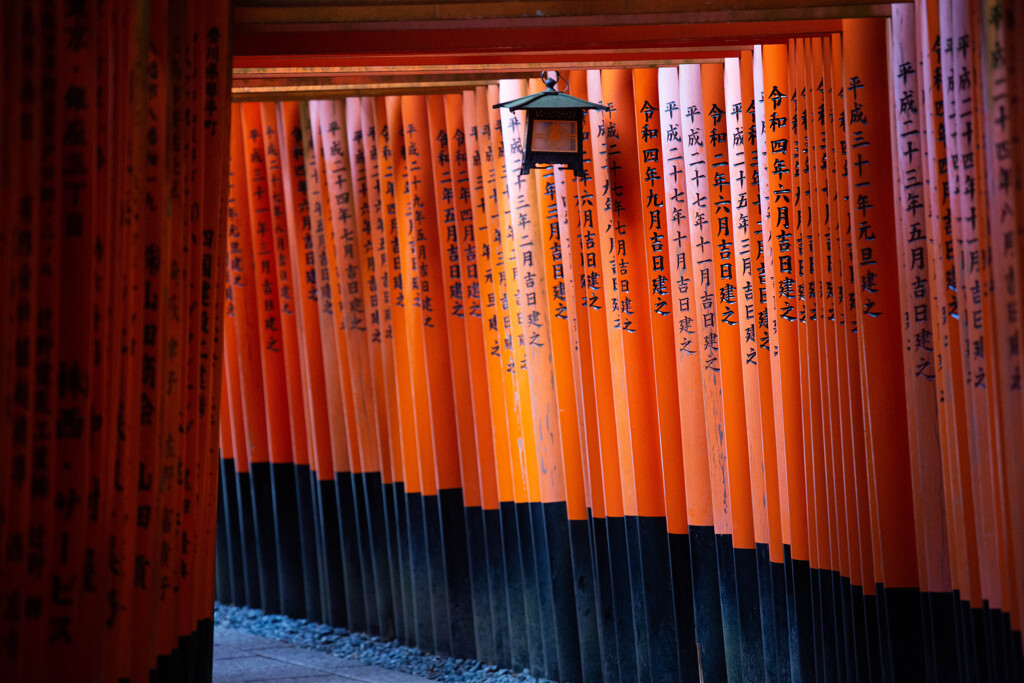 朝の千本鳥居　Ⅳ