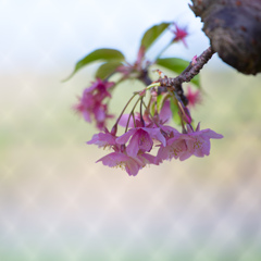 三浦の河津桜