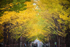 北海道大学のイチョウ並木