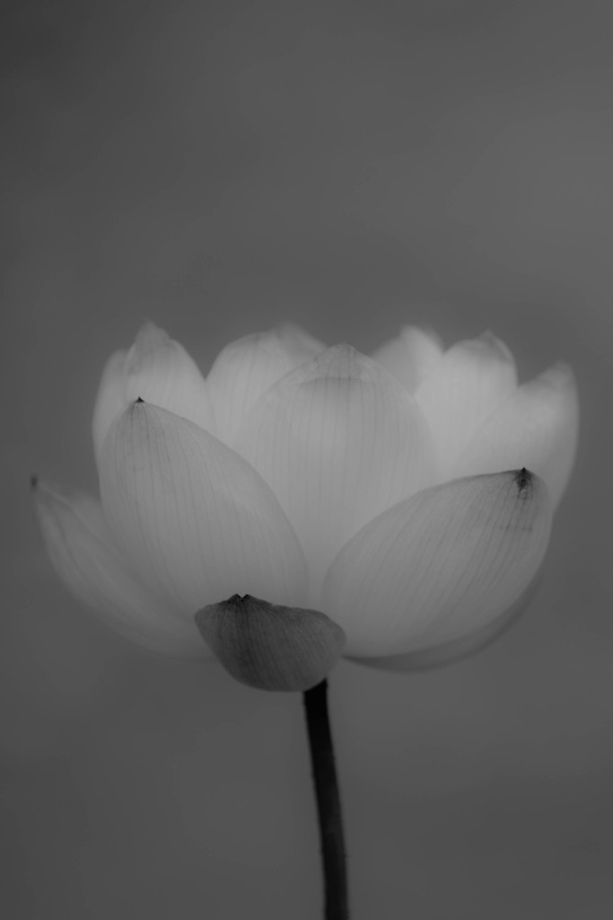 浄土の花　Ⅱ