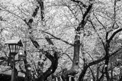 花の雪　Ⅱ