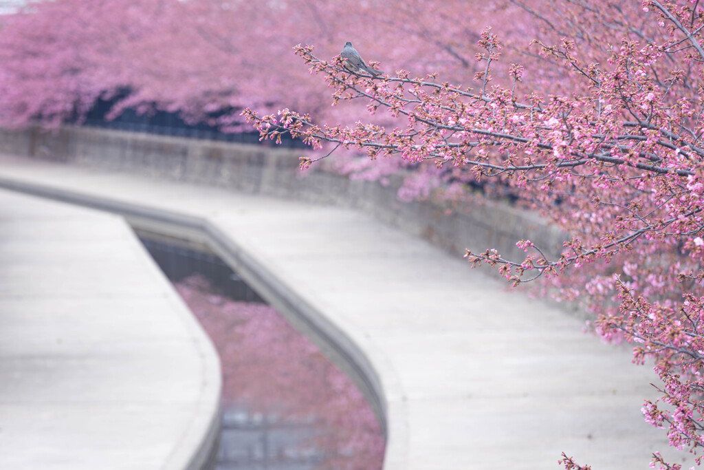 淀水路の河津桜