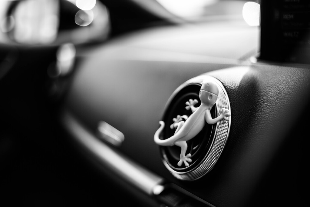 Gecko in My Car