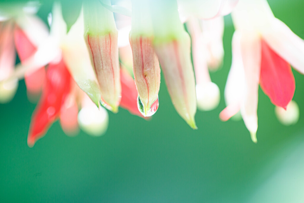 温室で見つけた小さな花　Ⅳ