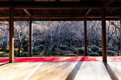 圓光寺、紅葉散る頃　Ⅵ