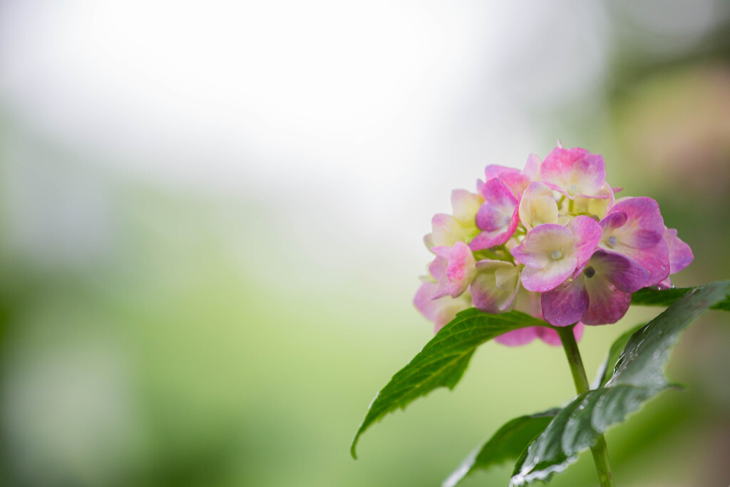 紫陽花苑で　Ⅶ