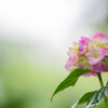 紫陽花苑で　Ⅶ