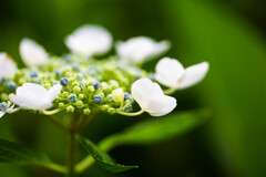 紫陽花に魅せられて　Ⅷ