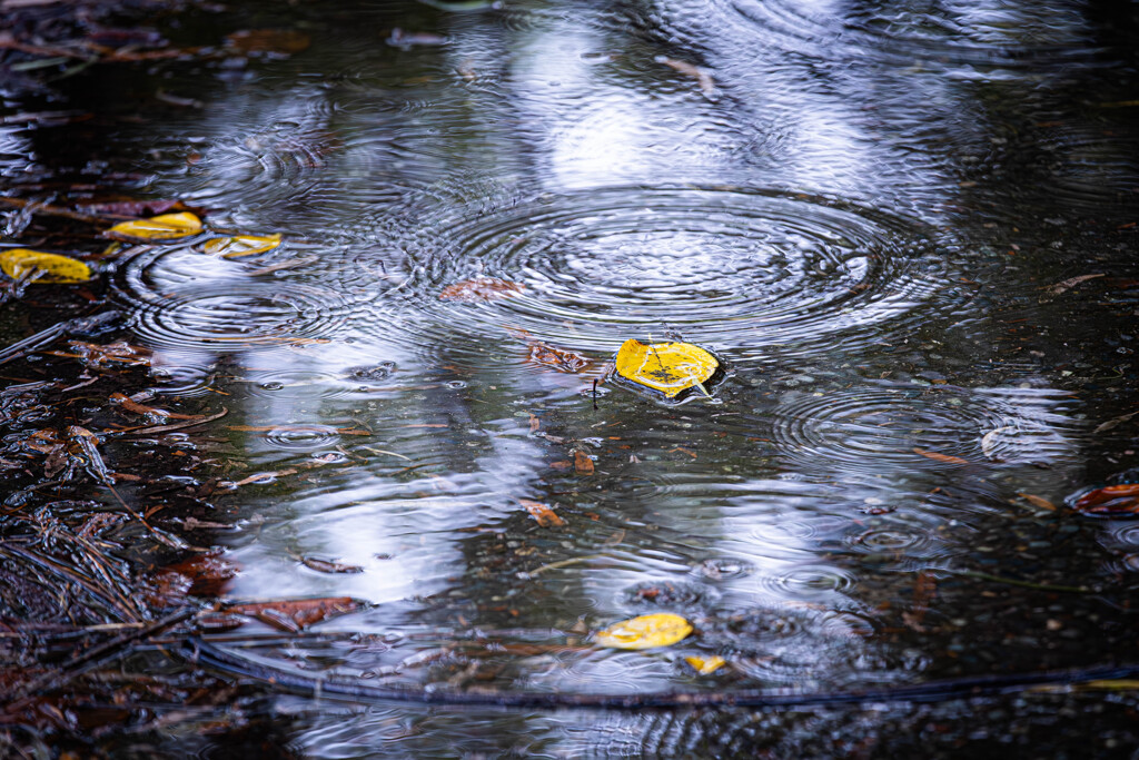 秋雨