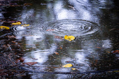 秋雨