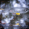 秋雨