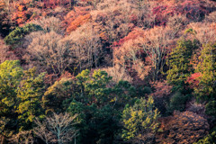 嵐山の彩　Ⅱ