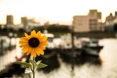 暑かった日の夕暮れ　Ⅴ